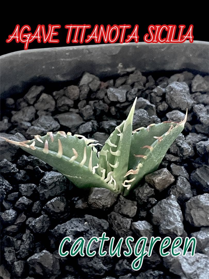 特価【CG産】アガベ チタノタ シチリア スパチタ カクタスグリーン