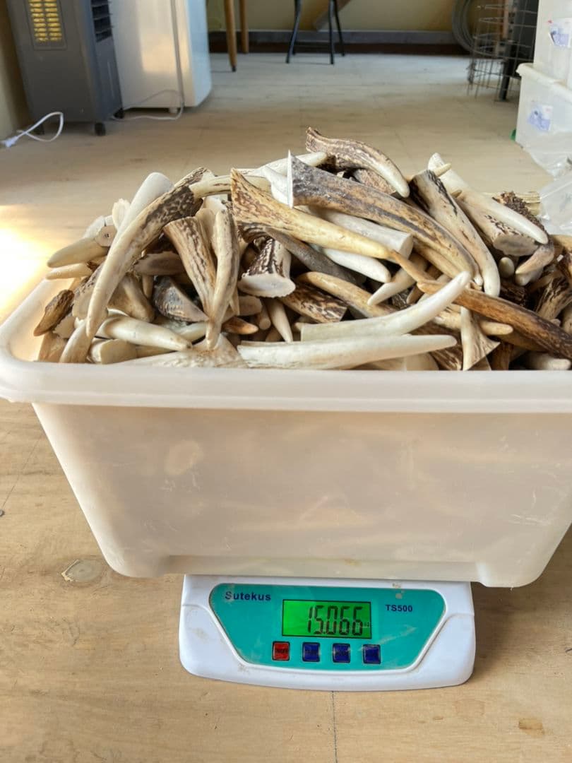 9kg 鹿の角 エゾシカ 角【大小詰合わせ】 端材 アクセサリー パーツ