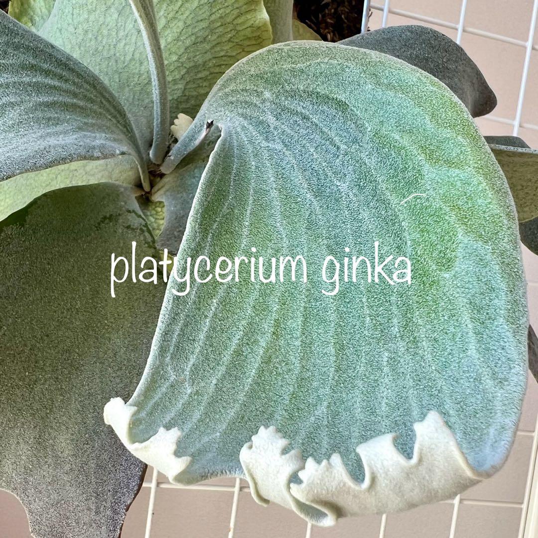 OC子株 platycerium ginka 銀華 pup ギンカ47ビカクシダ