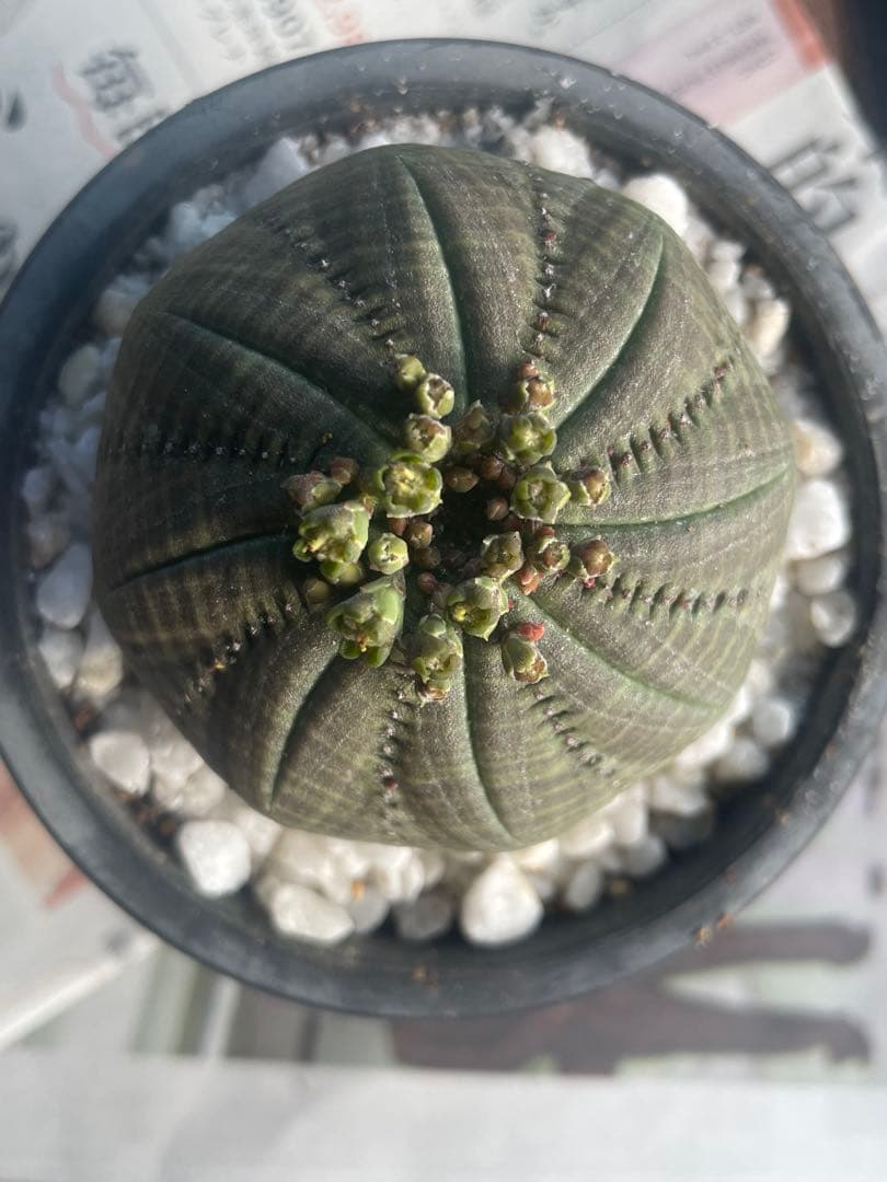 テ*ド様 シンメトリカ 良株渦 4号サイズ ➕傷あり4号2個セット