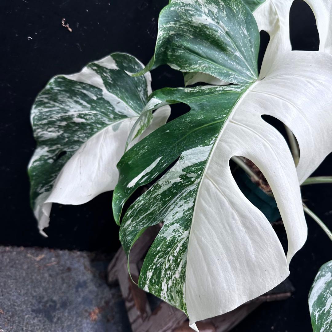 m*@様 斑入りモンステラ ホワイトタイガー極美大株55cm白斑多