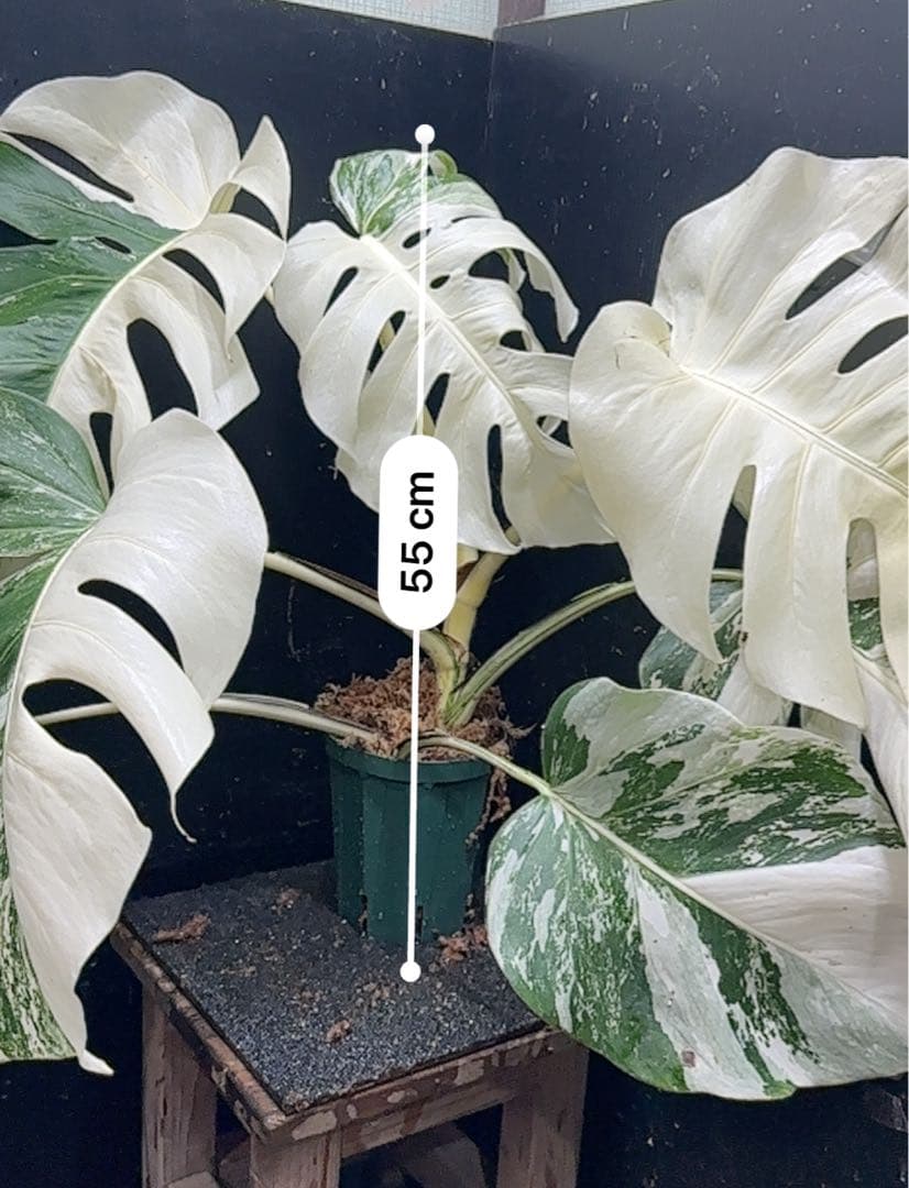 m*@様 斑入りモンステラ ホワイトタイガー極美大株55cm白斑多