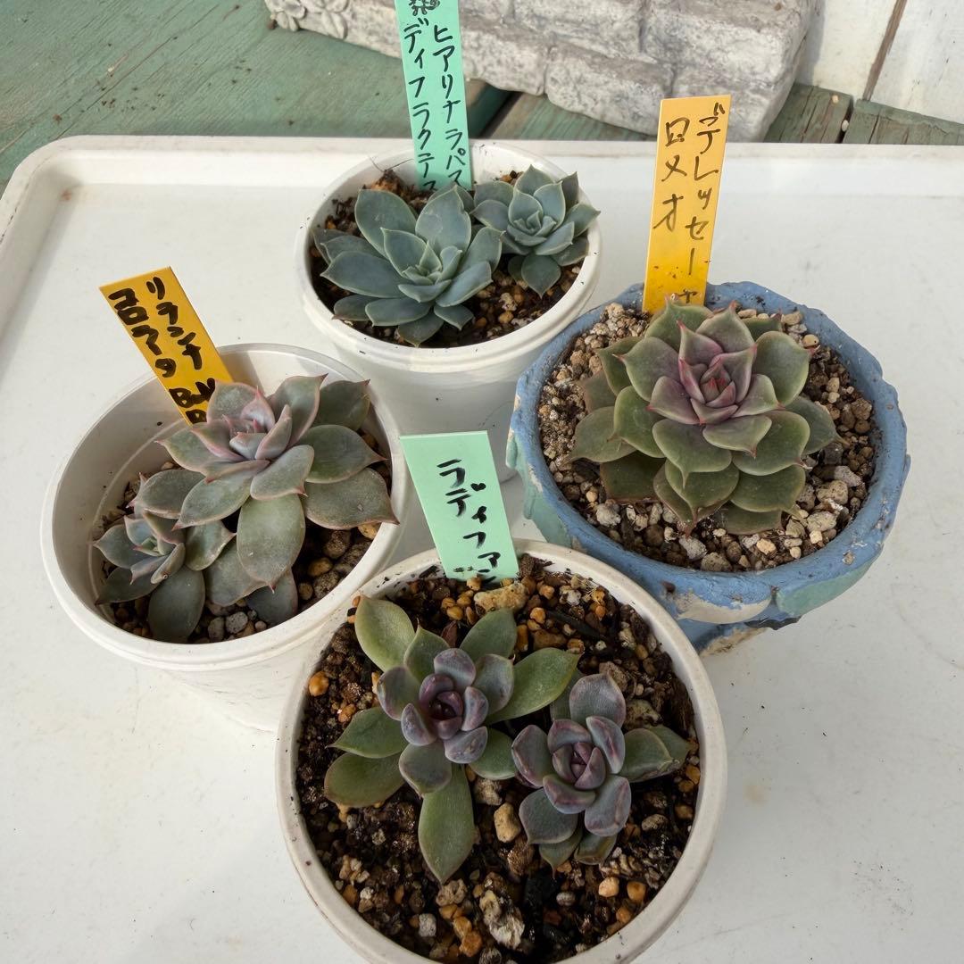 エケベリアセット 抜き苗4種 - メルカリ