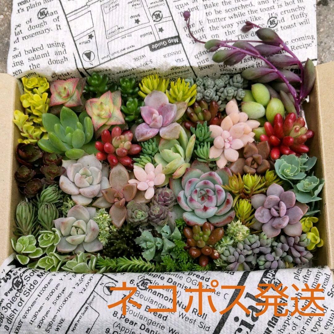 多肉植物 セダム カット苗 セット 詰め合わせ 寄せ植え - メルカリ