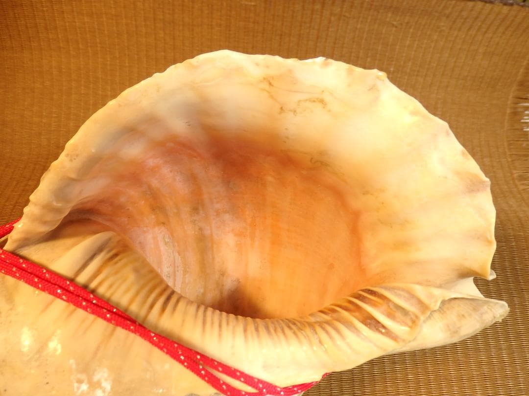 法螺貝 約40㎝ 木製歌口,赤紐付　新品　 MH-437