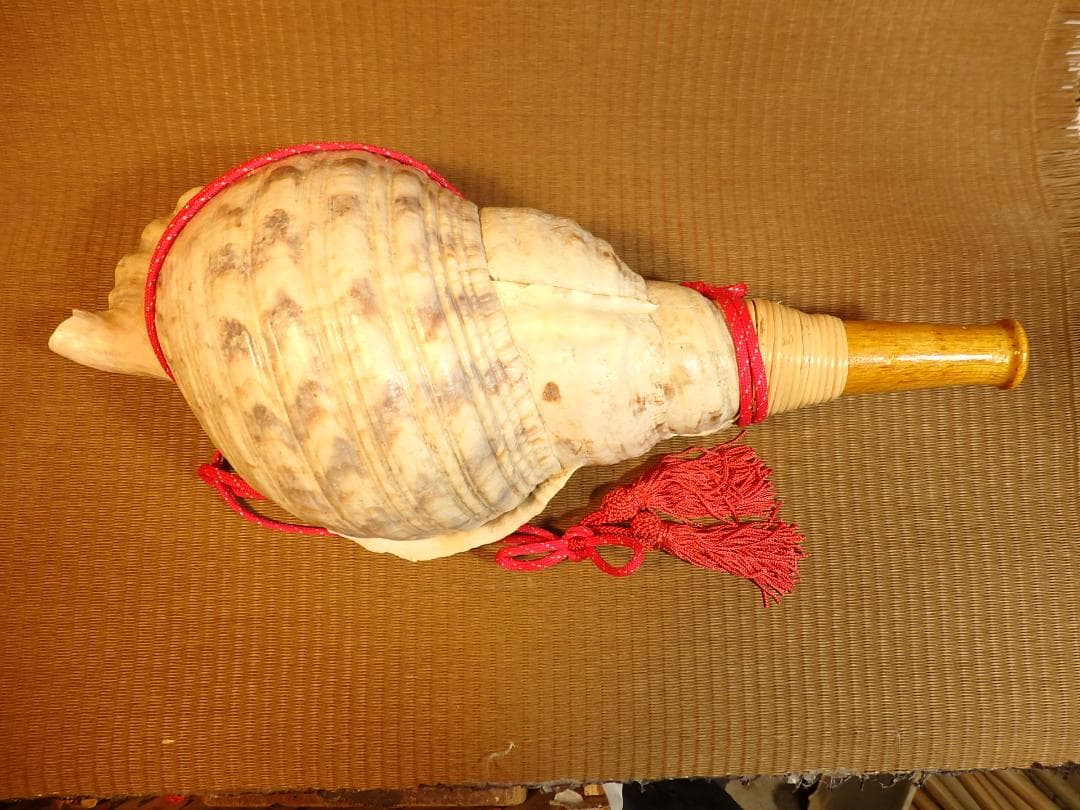 法螺貝 約40㎝ 木製歌口,赤紐付　新品　 MH-437