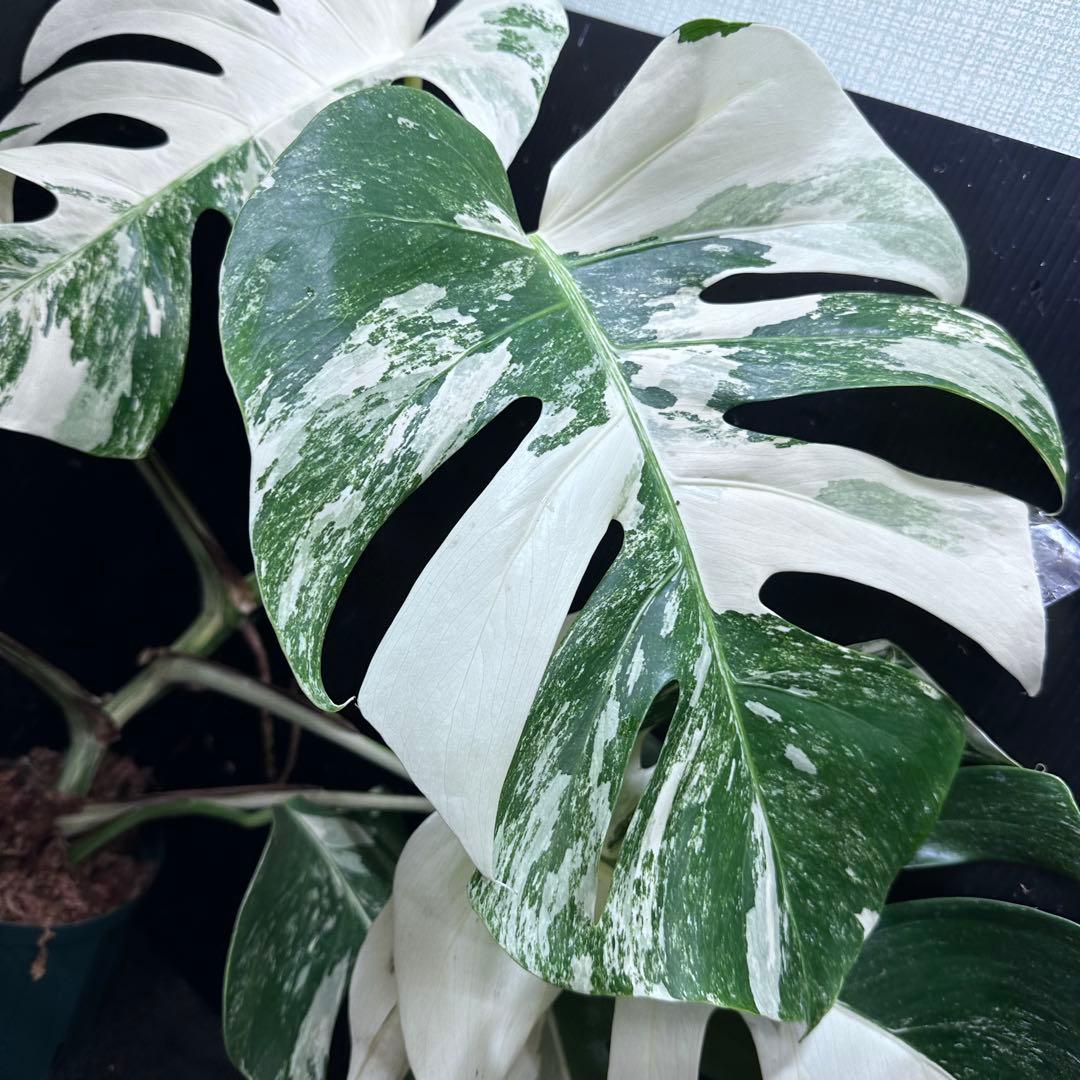 斑入りモンステラ ホワイトタイガー極美大株74cm白斑多