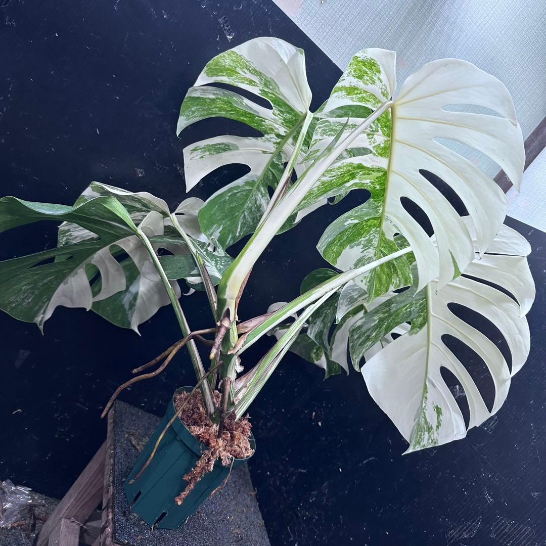 斑入りモンステラ ホワイトタイガー極美大株74cm白斑多