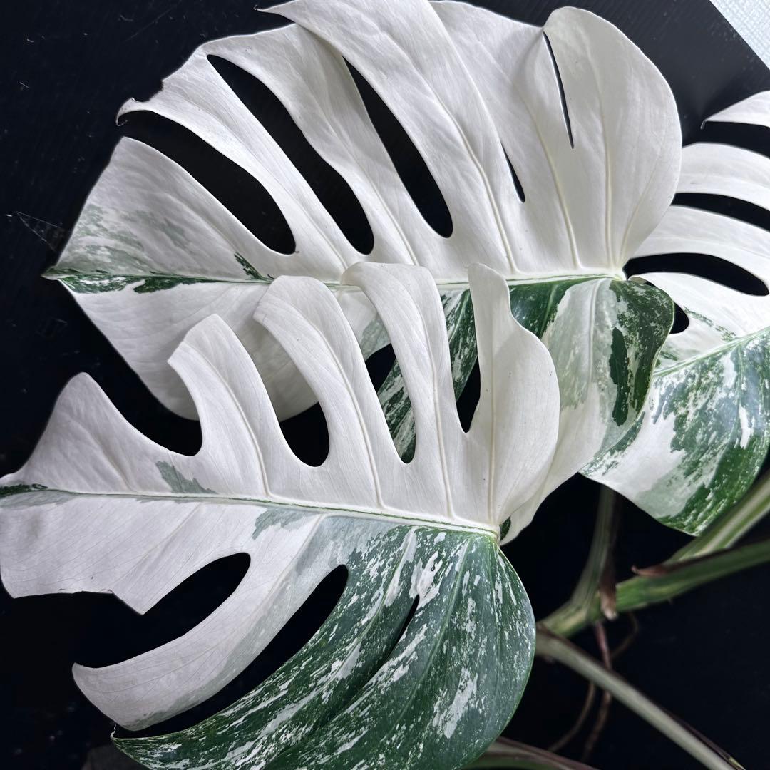斑入りモンステラ ホワイトタイガー極美大株74cm白斑多