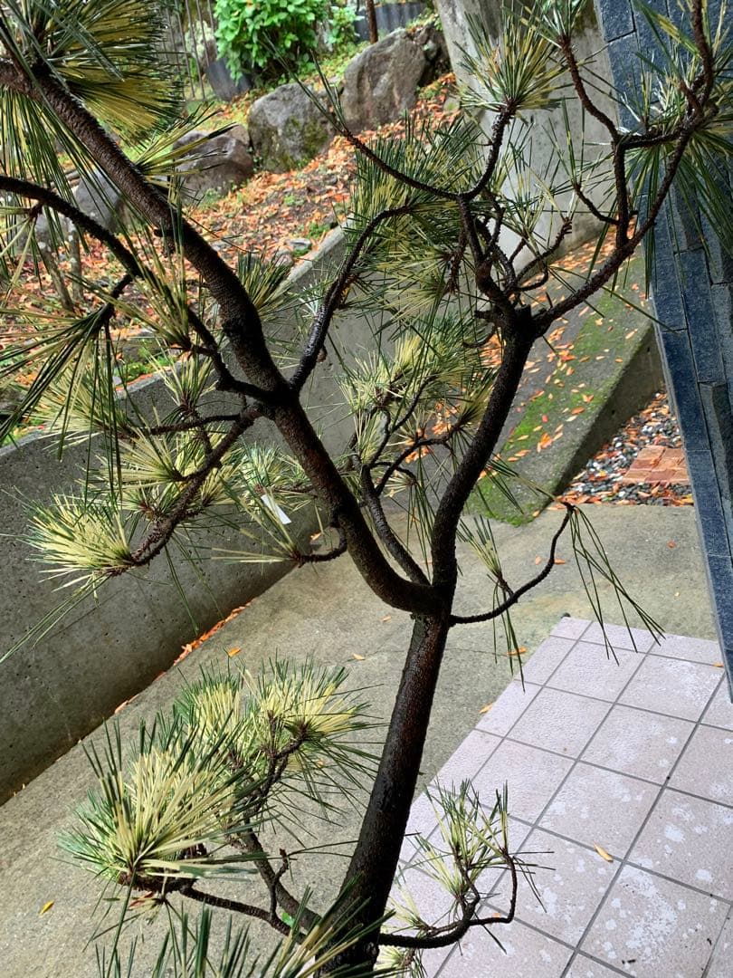 取り引き限定）希少 蛇の目 五葉松 斑入り 花火 花吹雪