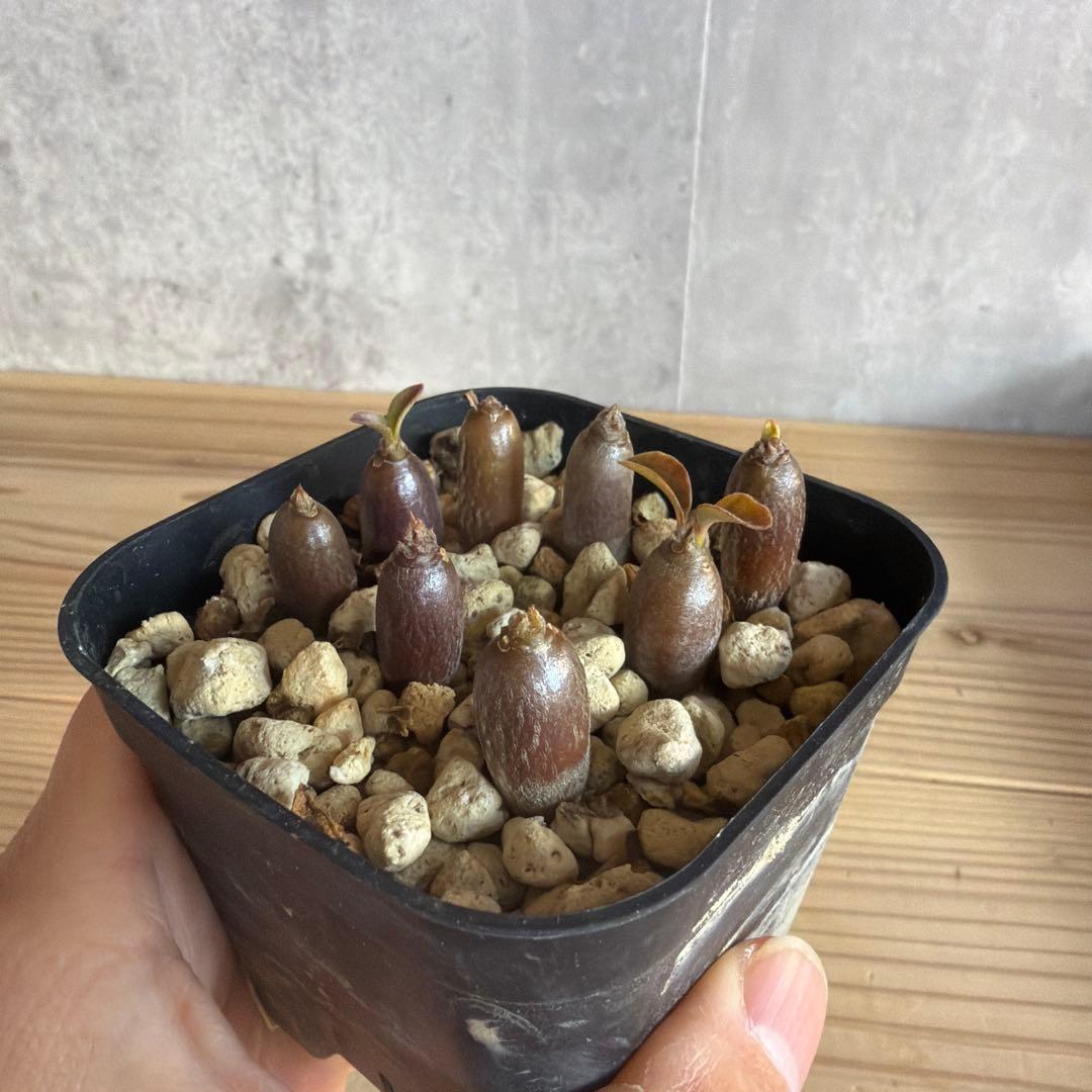 8株セット　パキポディウムウィンゾリー 国内実生株