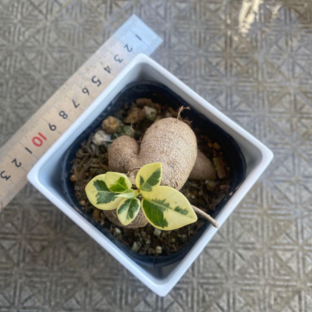 パンダガジュマル 斑入り 超希少 接木 鉢込 発根済み