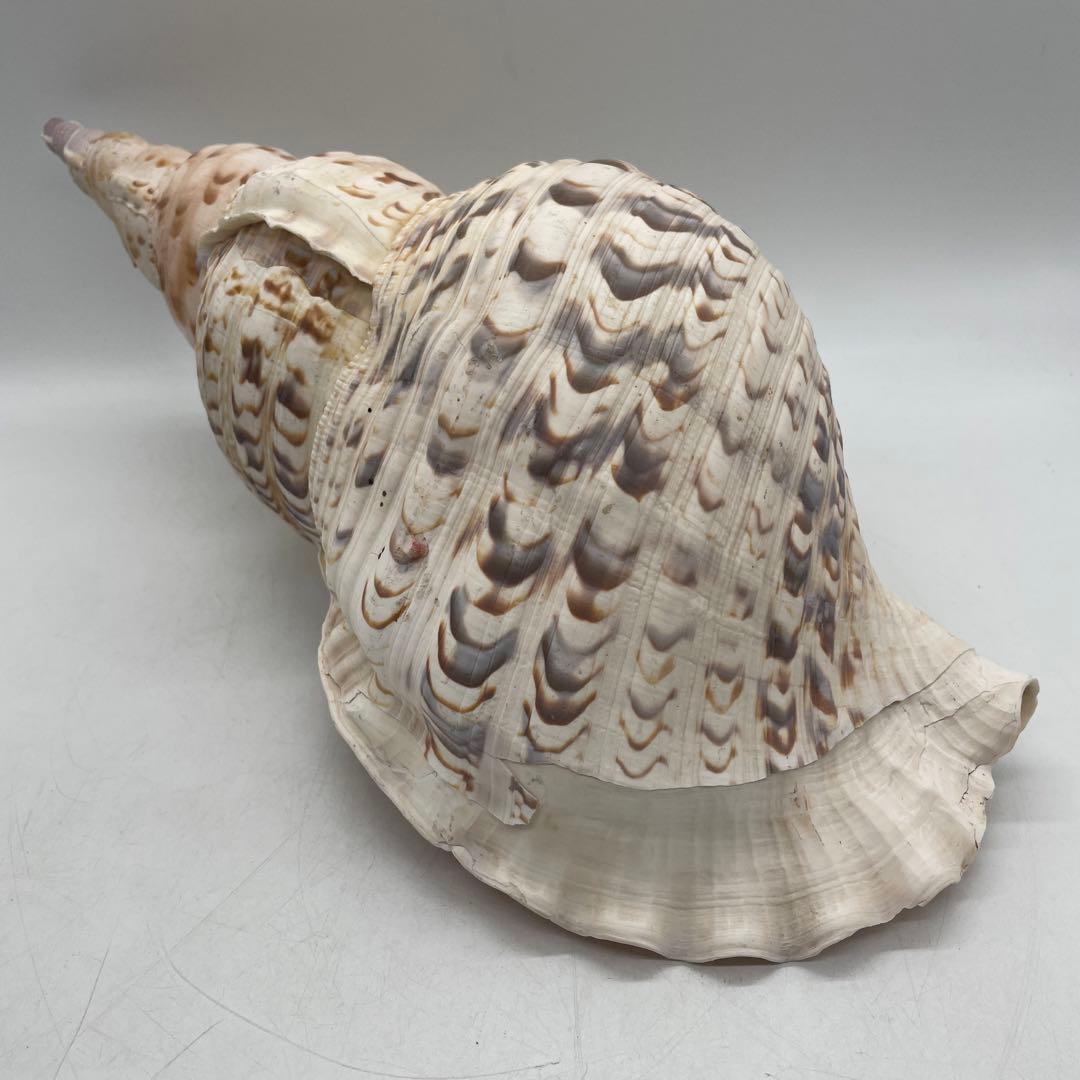 特大 法螺貝 山伏 無量寿経 法華経 螺役 戦国時代 ホラガイ科 和楽器