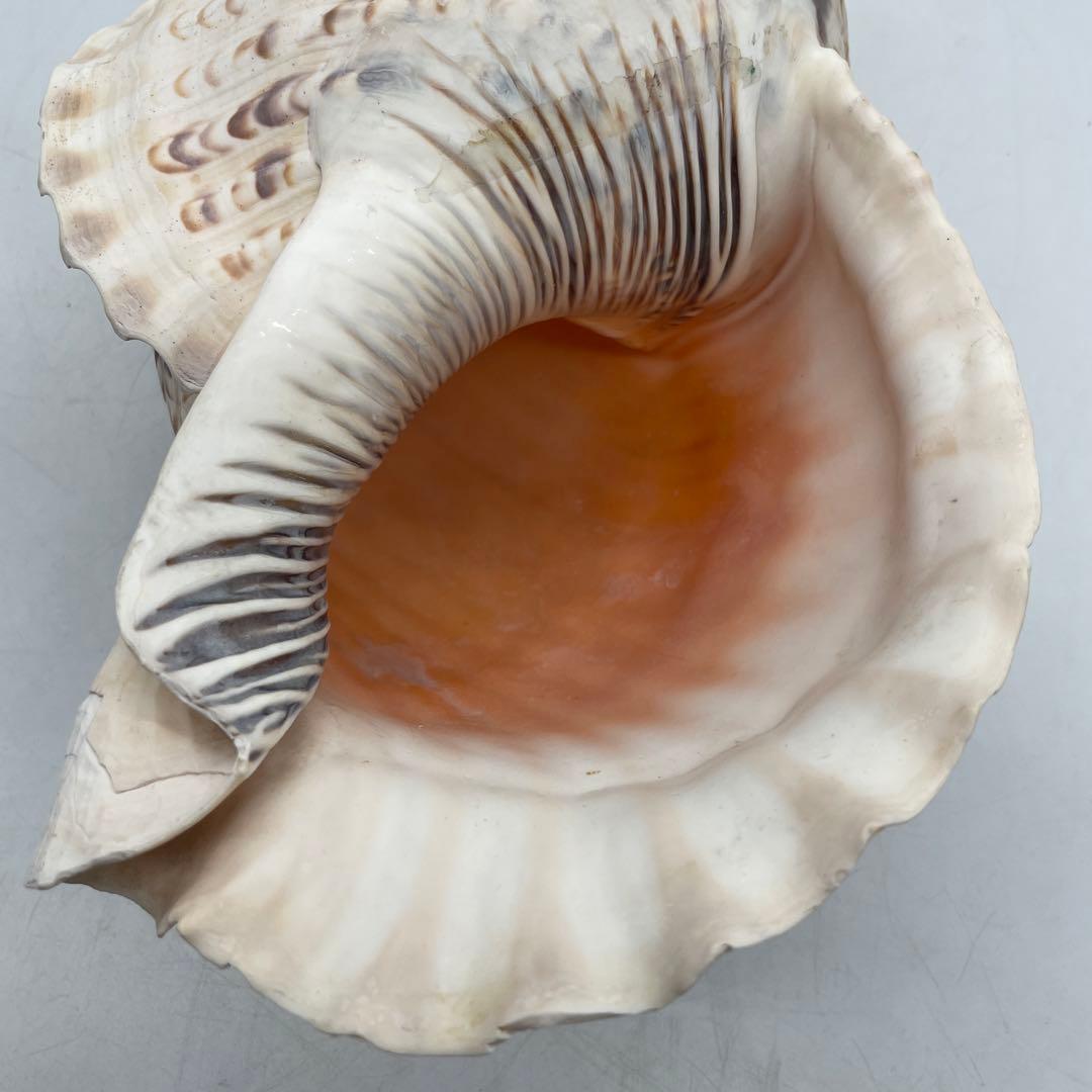 特大 法螺貝 山伏 無量寿経 法華経 螺役 戦国時代 ホラガイ科 和楽器