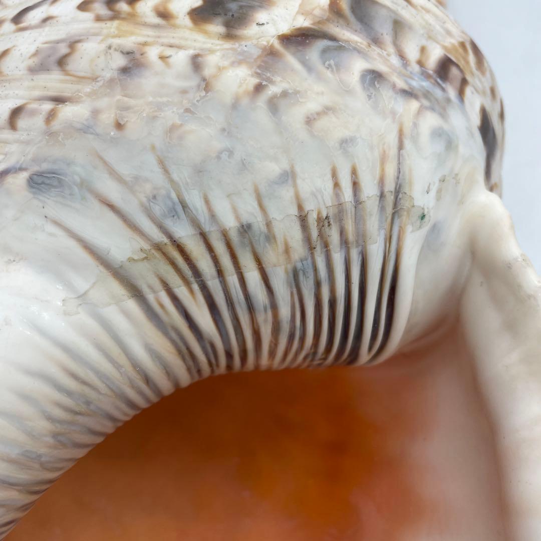 特大 法螺貝 山伏 無量寿経 法華経 螺役 戦国時代 ホラガイ科 和楽器