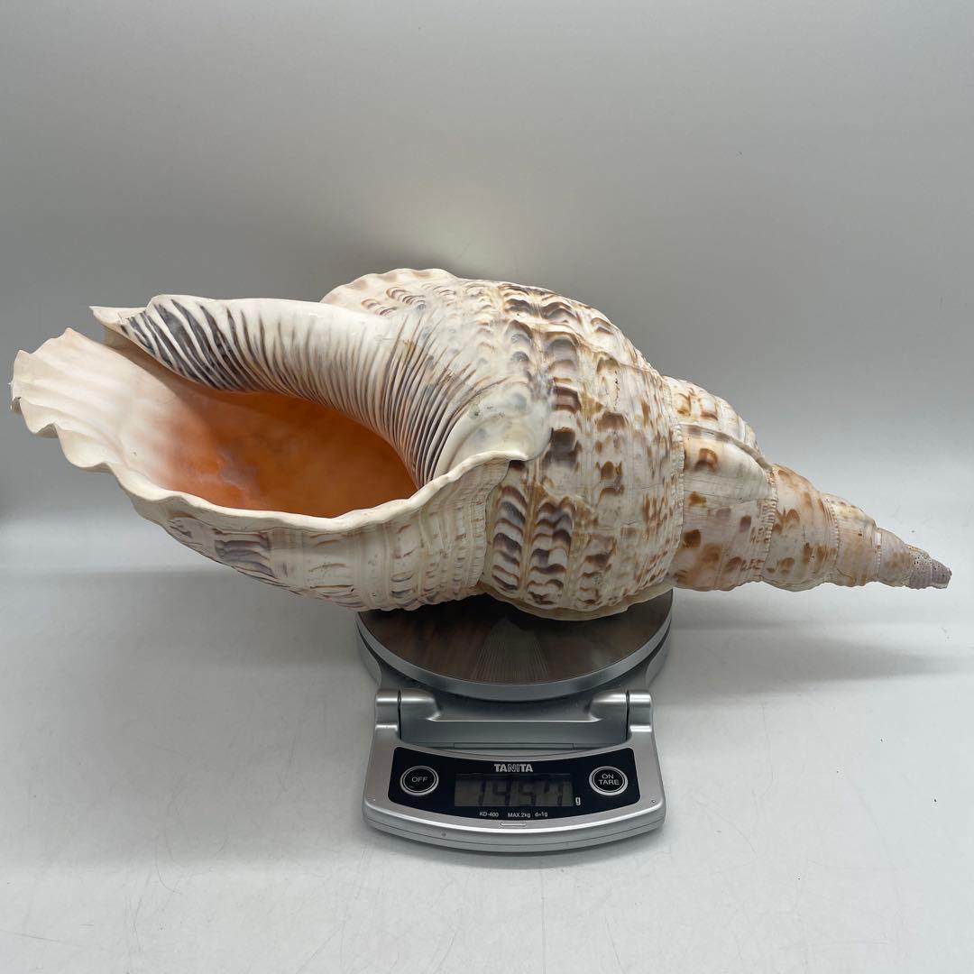 特大 法螺貝 山伏 無量寿経 法華経 螺役 戦国時代 ホラガイ科 和楽器