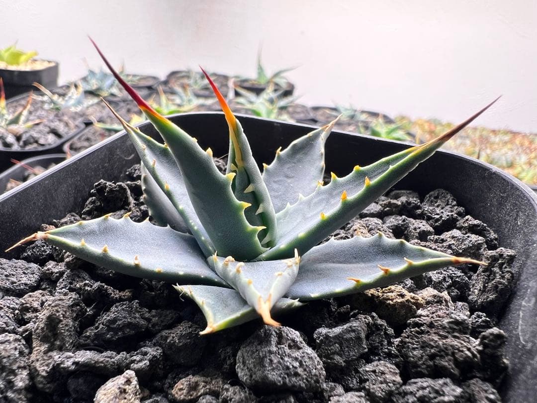 SALE】アガベ エボリスピナ実生52 - メルカリ