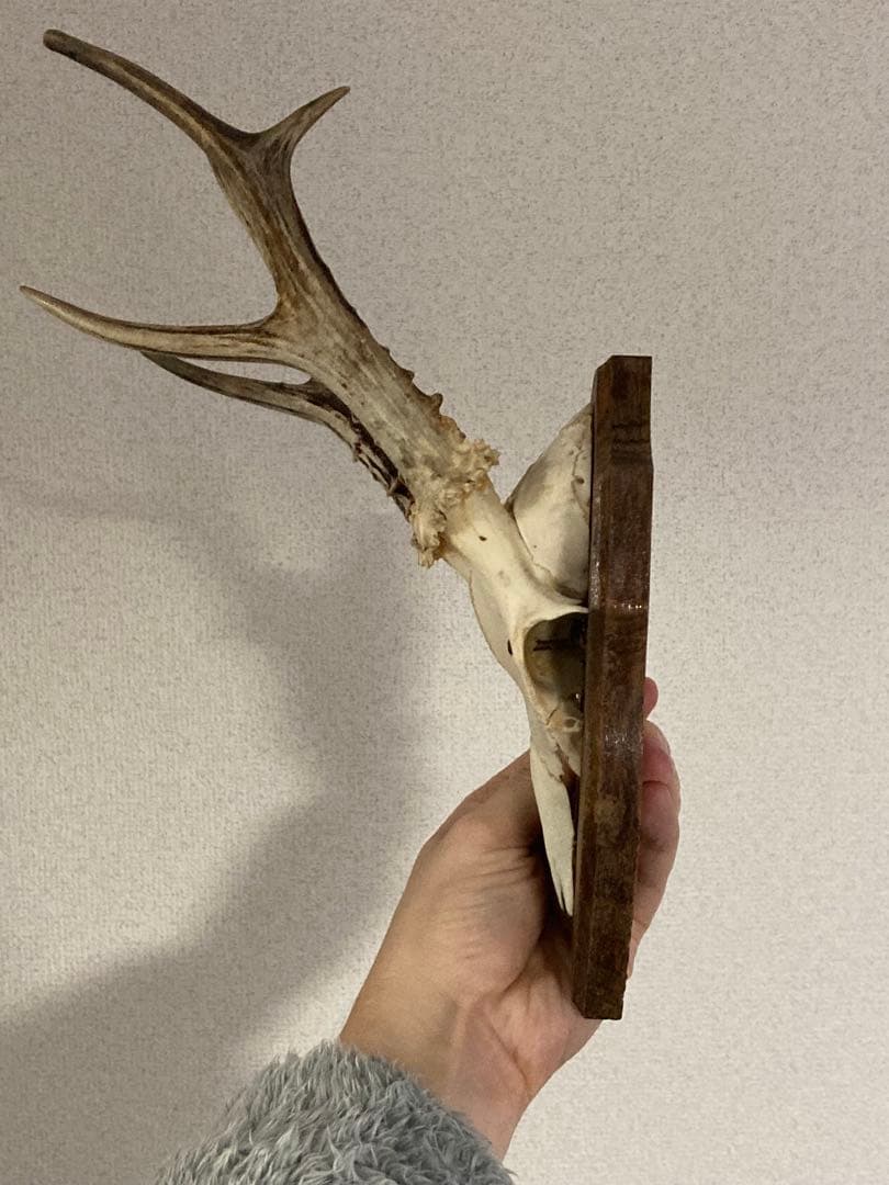 plum アンティーク ハンティングトロフィー 鹿角 オブジェ