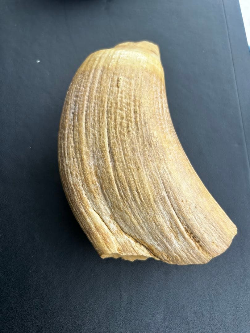 マッコウクジラ 歯 鯨歯 特大 491.43g 印材や工芸品の素材などに