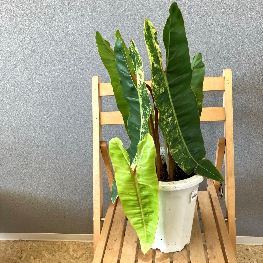 超希少・特大葉45cm！】タイ直輸入 フィロデンドロン ビレッティア 斑入り
