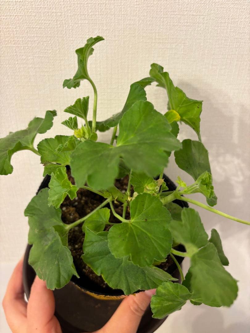 日本初ゼラニウム　希少品種ゼラニウム