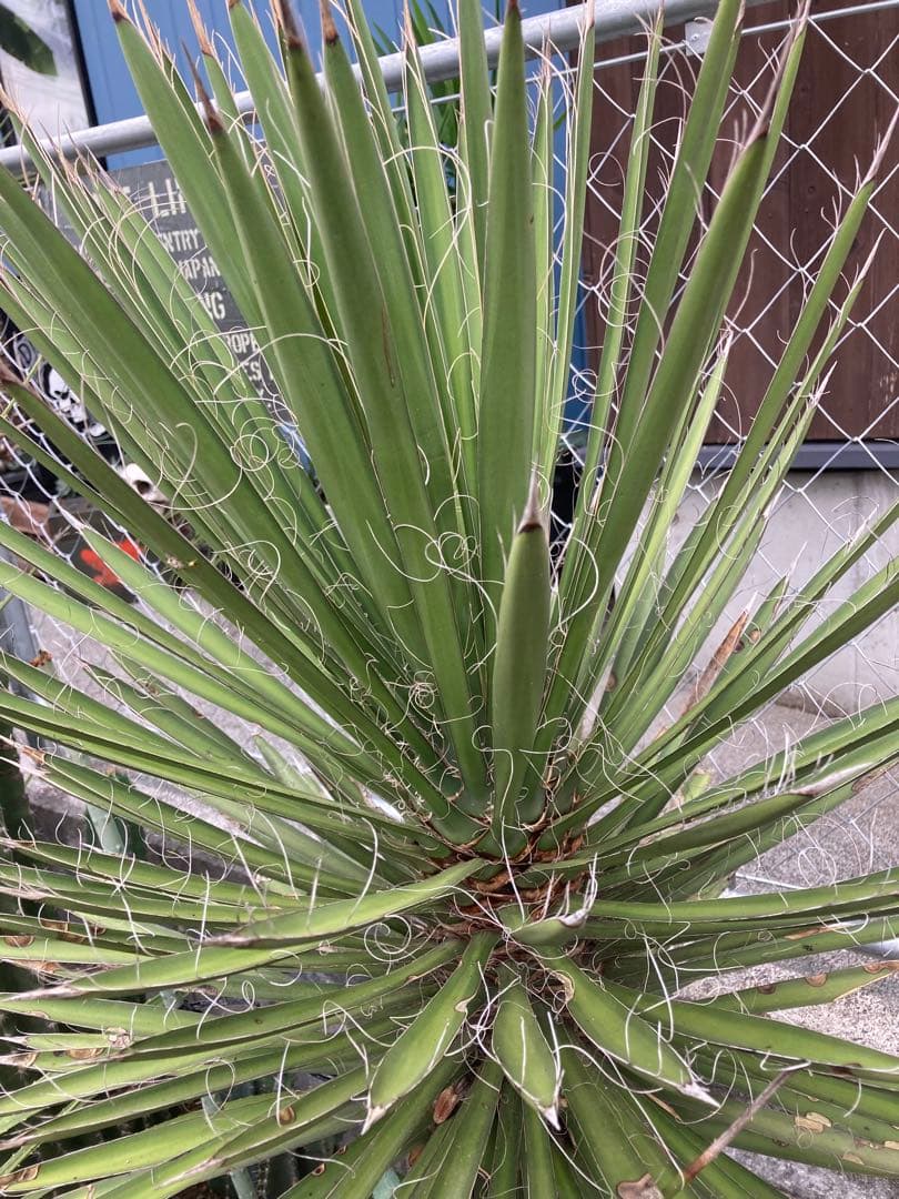 耐寒性ユッカ　フィリフェラ太大株◇ドライガーデン南国アガベ多肉サボテン　ヤシ島