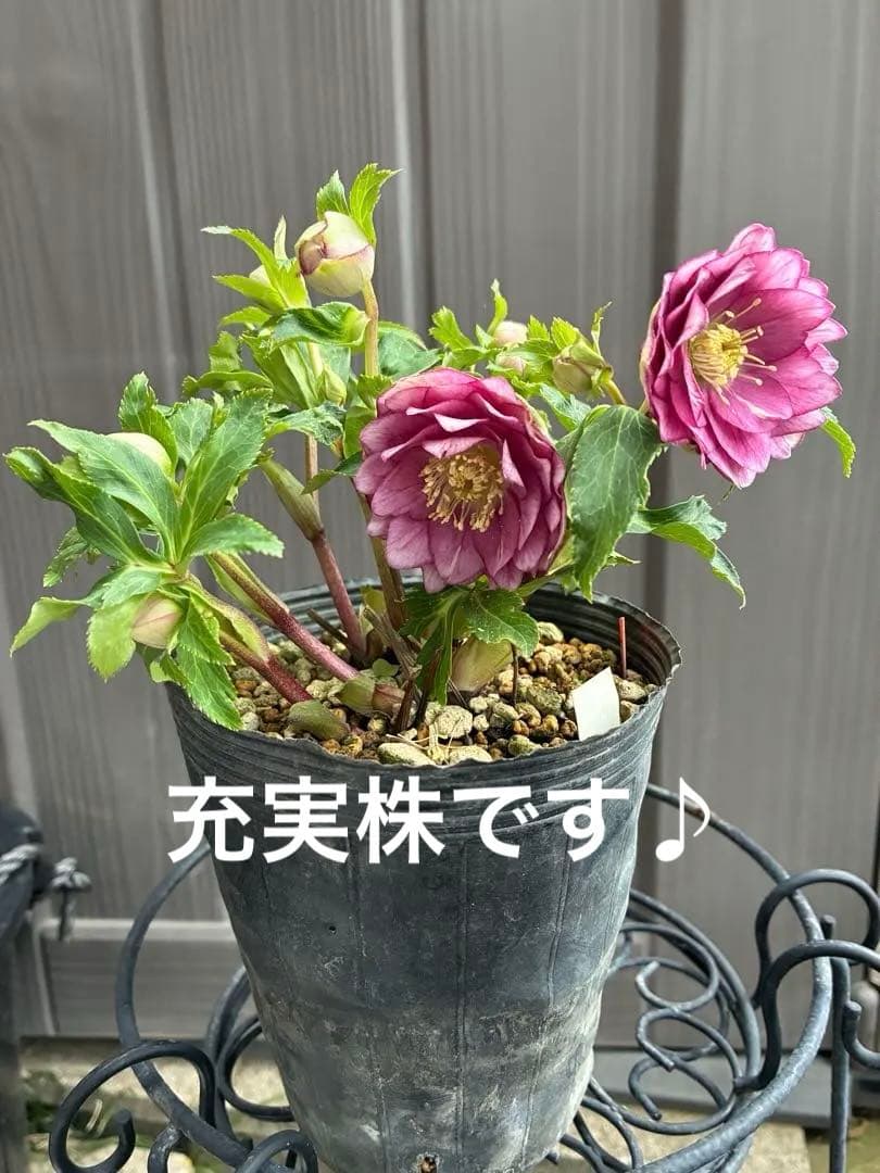 ♡大充実株♡ DDピンクリバーシカップ咲き多花