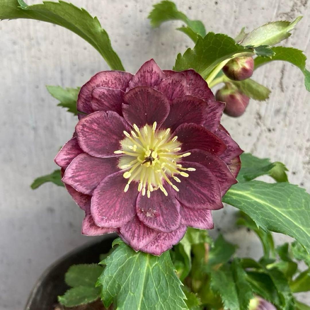 クリスマスローズ 開花株のおすすめ人気商品一覧 通販 - Yahoo