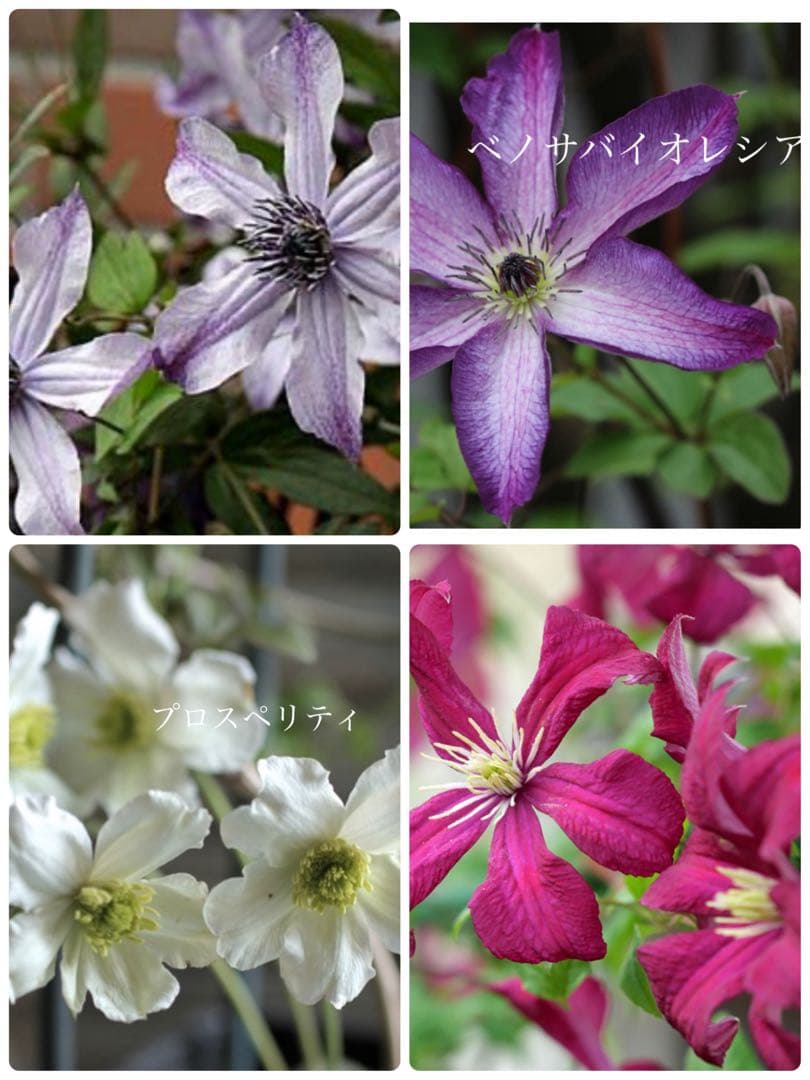 バーベナ バンプトン 実生苗 抜き苗 宿根草 毎年咲く花