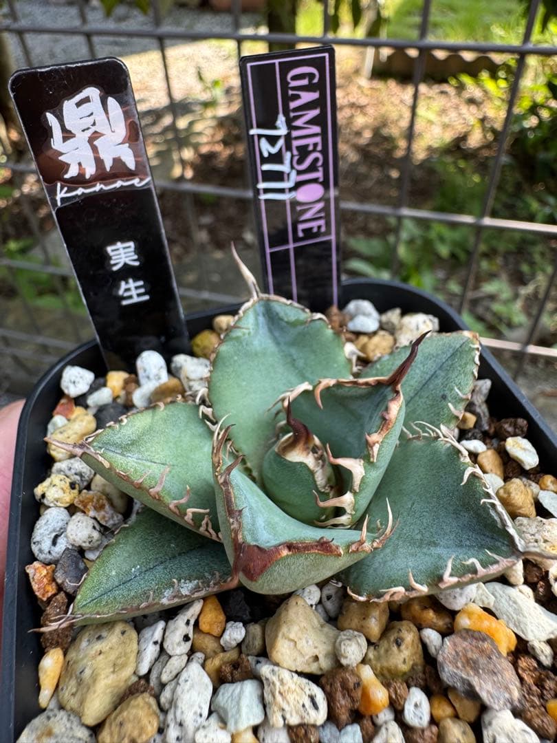 値下げ可 アガベ引退パック オテロイ実生 白鯨 グラキリス チタノタ オアハカ