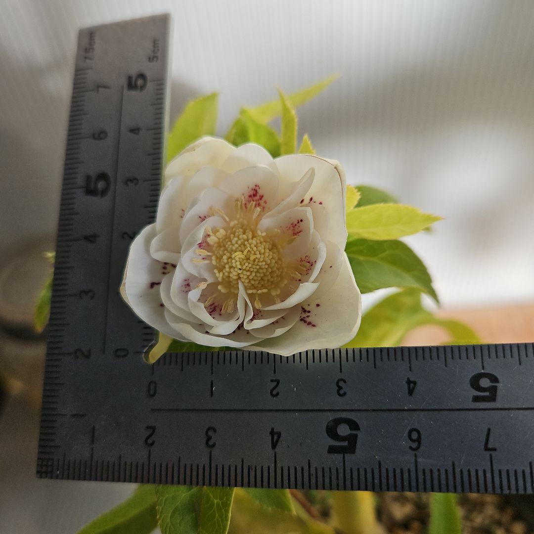 arice様ご購入苗㉖-149㉖-153クリスマスローズ