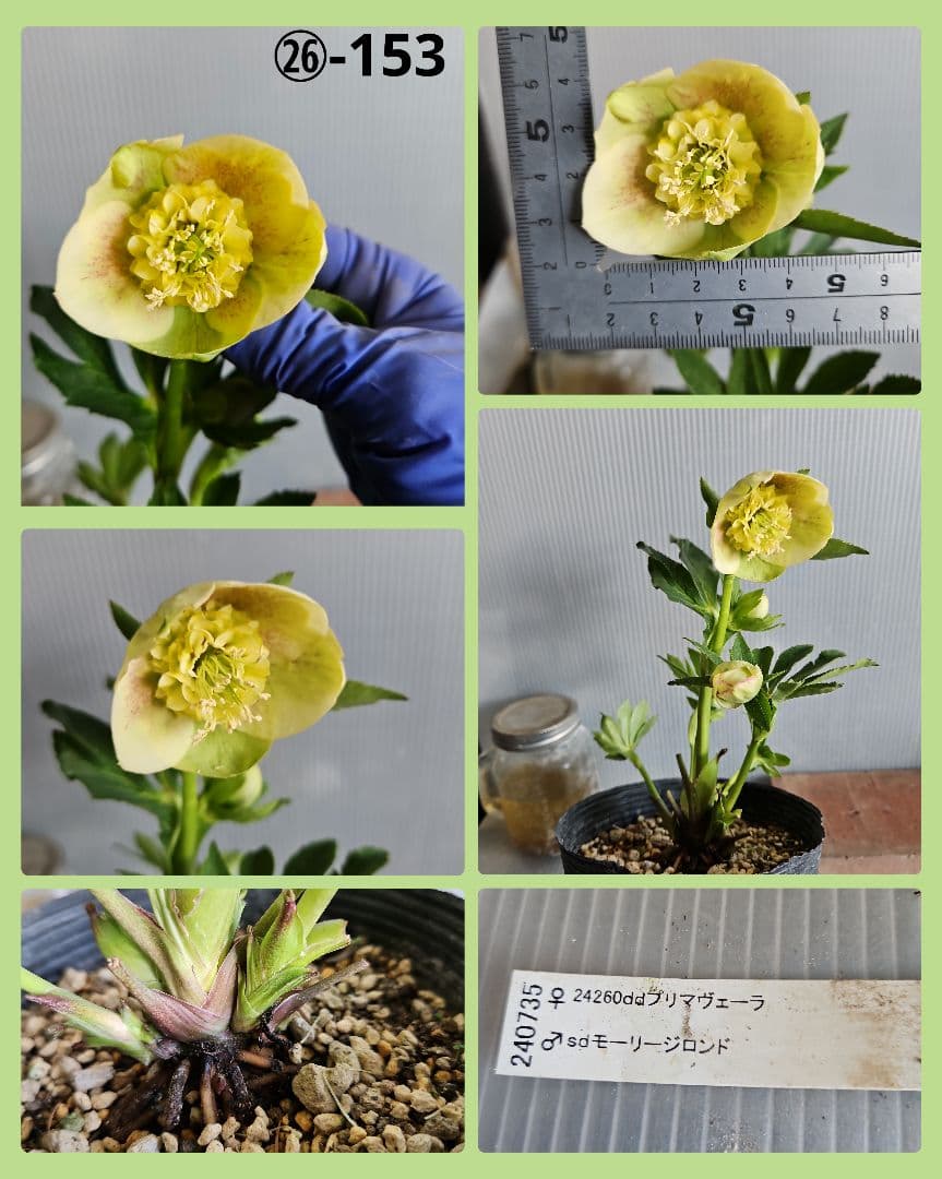 arice様ご購入苗㉖-149㉖-153クリスマスローズ