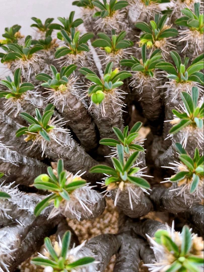 《期間限定販売❗️》『ユーフォルビア　ギラウミニアナ』現地球　発根済み極美大株