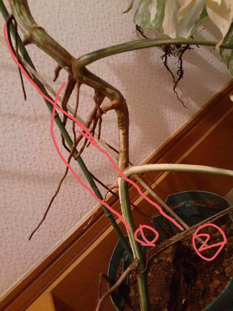 希少 特大株 ボルシギアナ　斑入り モンステラ　ハーフムーン　ホワイトタイガー