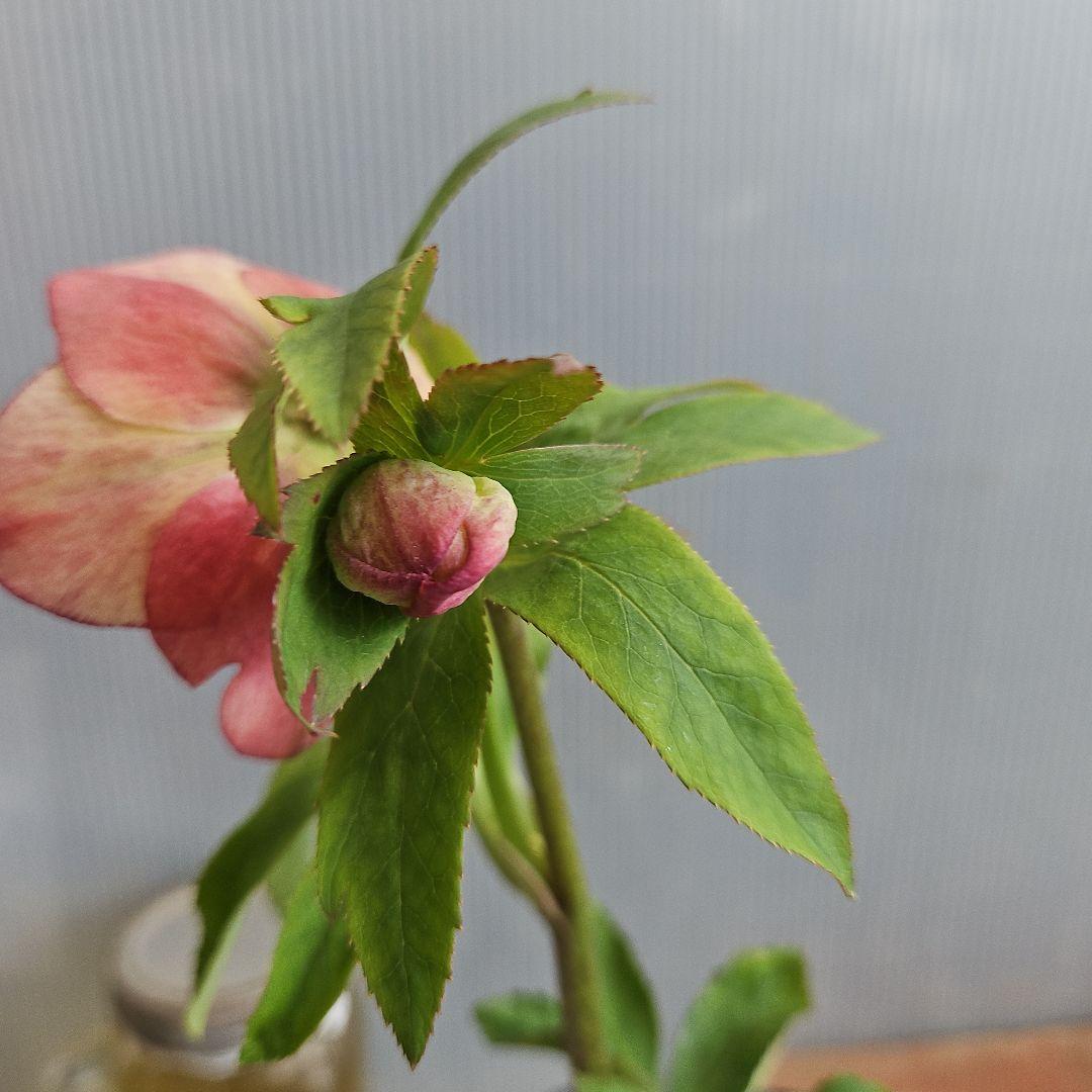 ㉖-284クリスマスローズ