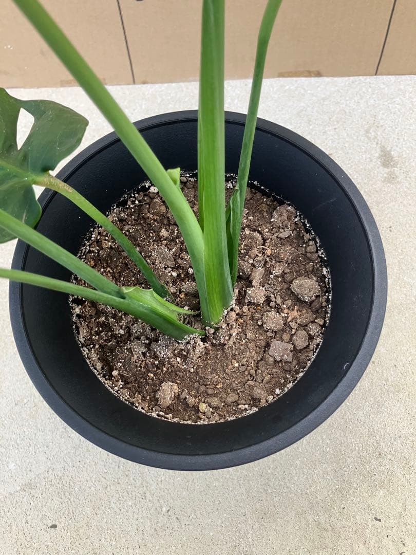 モンステラ　デリシオーサ実生株　切れ込み変異個体、斑入り個体2鉢セット