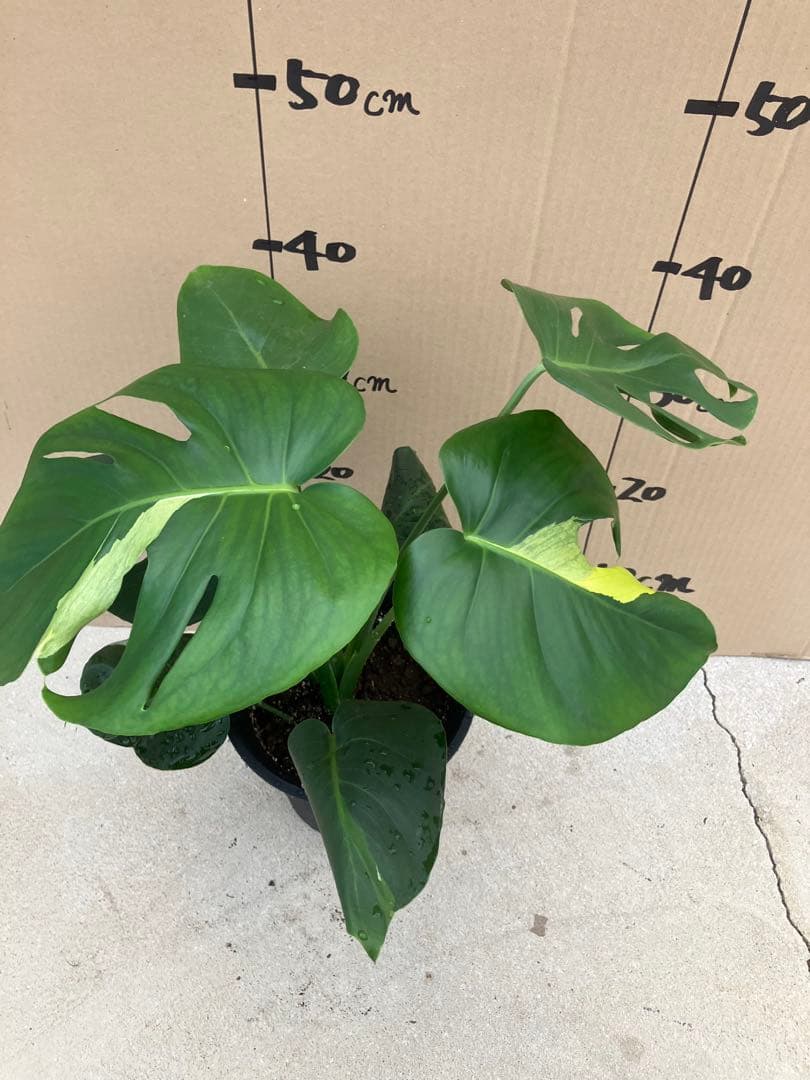 モンステラ　デリシオーサ実生株　切れ込み変異個体、斑入り個体2鉢セット