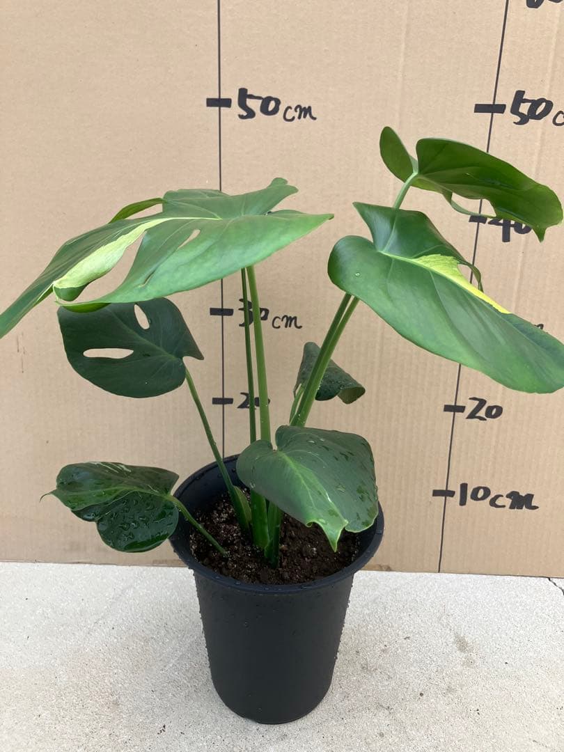 モンステラ　デリシオーサ実生株　切れ込み変異個体、斑入り個体2鉢セット