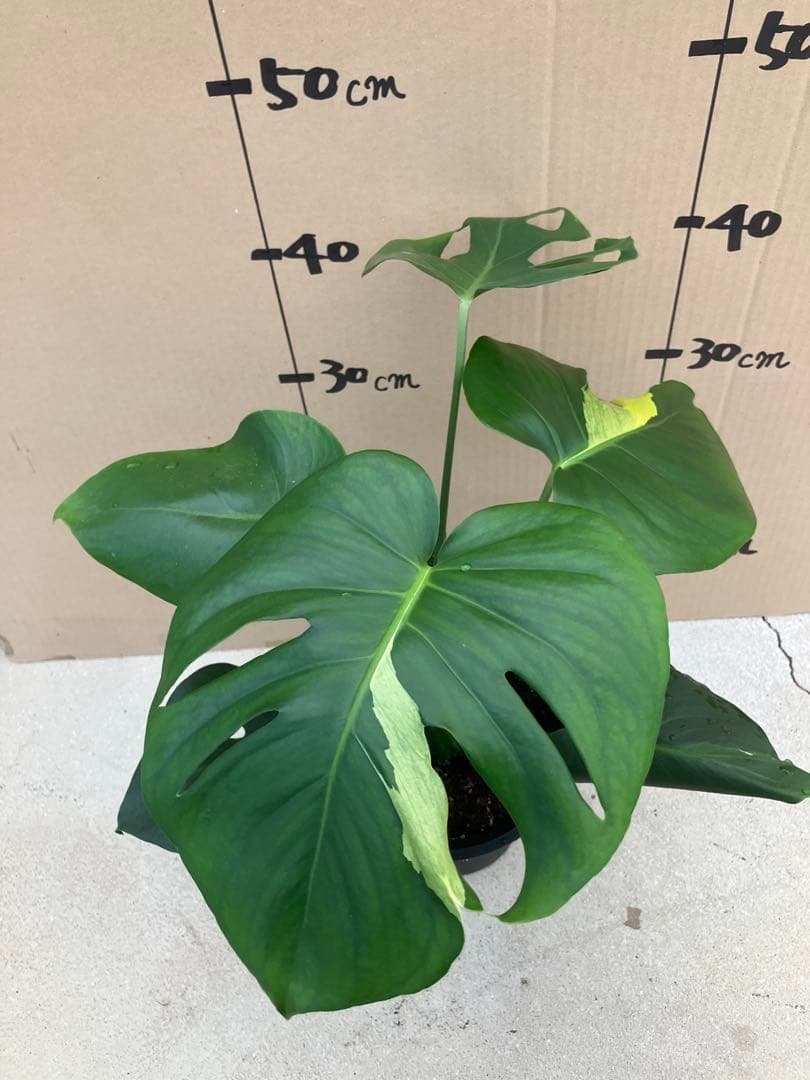 モンステラ　デリシオーサ実生株　切れ込み変異個体、斑入り個体2鉢セット