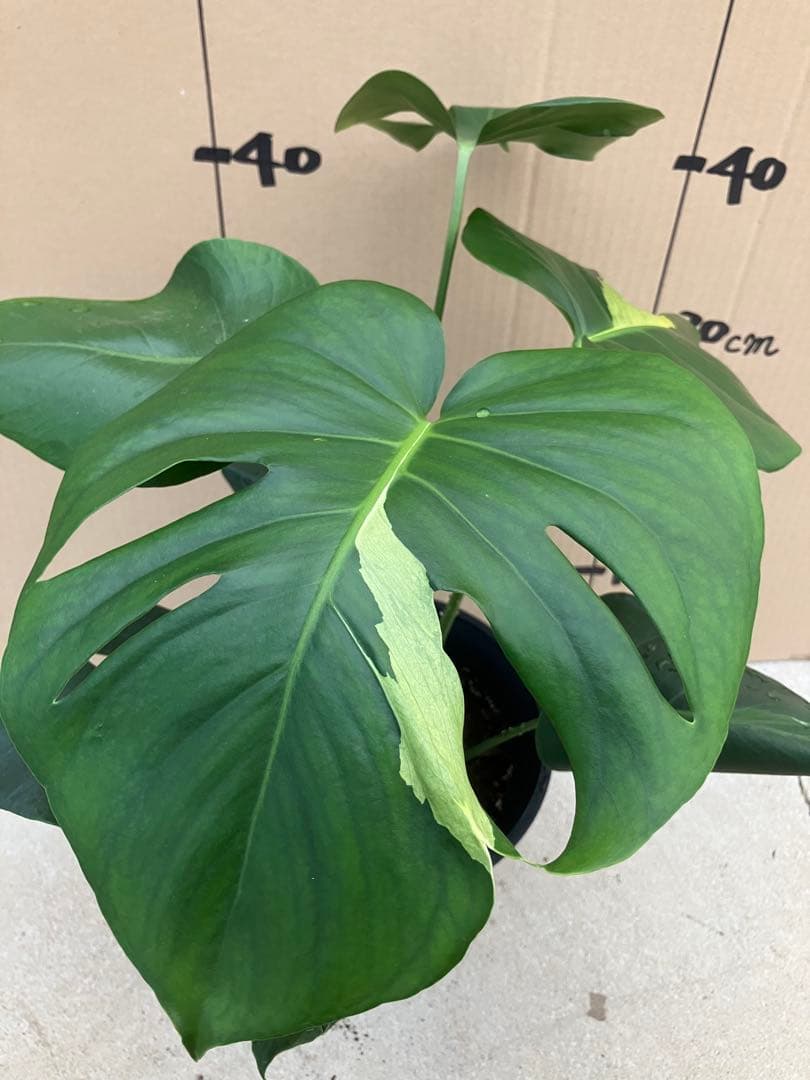 モンステラ　デリシオーサ実生株　切れ込み変異個体、斑入り個体2鉢セット