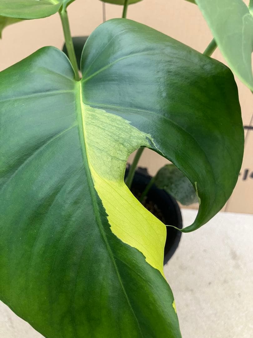 モンステラ　デリシオーサ実生株　切れ込み変異個体、斑入り個体2鉢セット