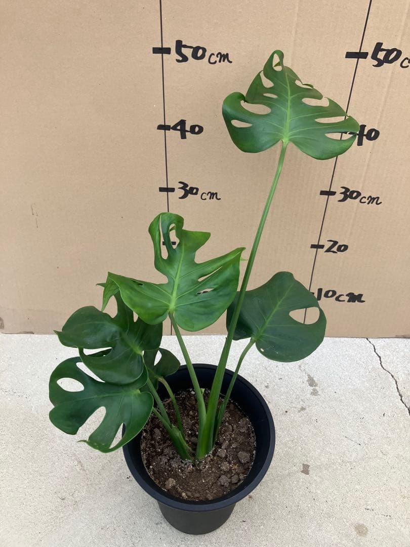 モンステラ　デリシオーサ実生株　切れ込み変異個体、斑入り個体2鉢セット