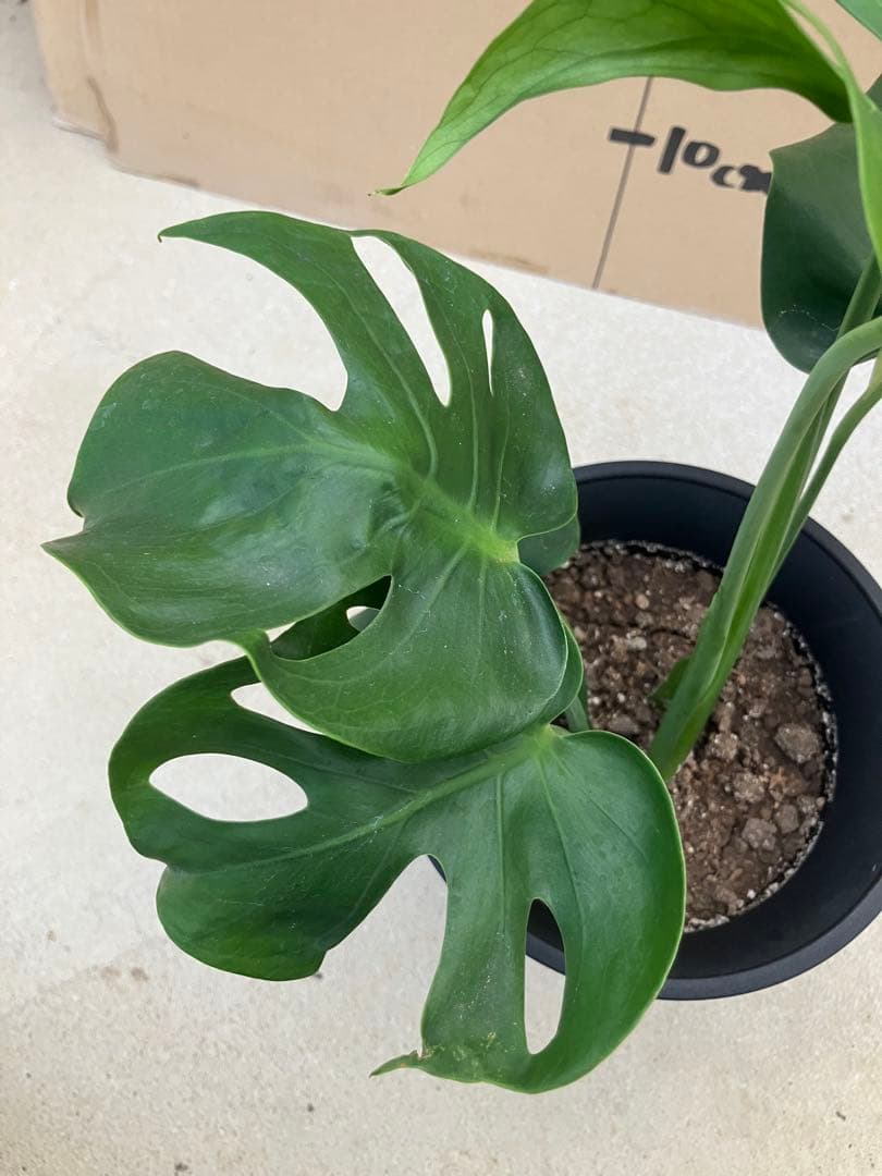 モンステラ　デリシオーサ実生株　切れ込み変異個体、斑入り個体2鉢セット