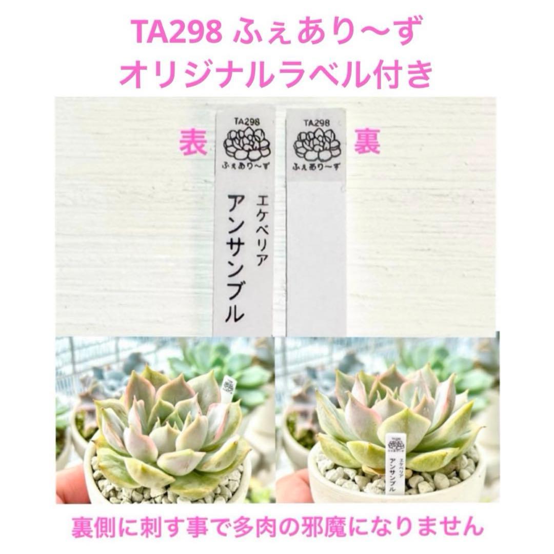 【㊗️サービス品@680〜】ロッティ交配