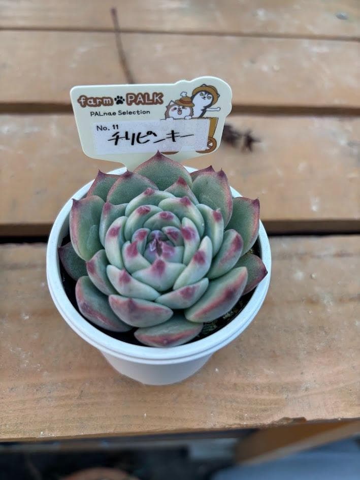ファームパルク苗 チリピンキー 茜小鶴 札付きポットごと メルカリ便