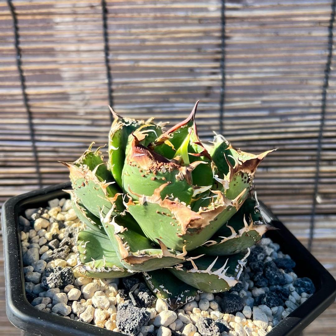 t*t様 ブツブツ　アガベ　オテロイ　訳あり t*t様 ブツブツ アガベ オテロイ 訳あり t*t様 ブツブツ アガベ