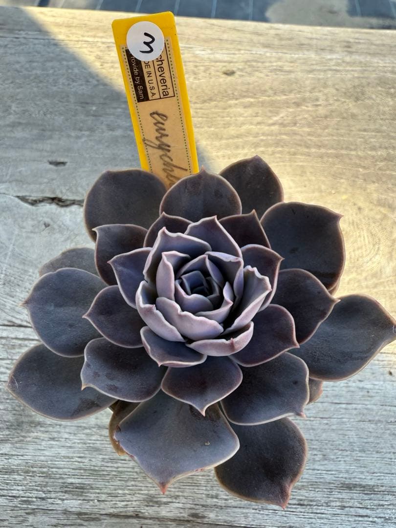 3 希少種　eurychlamys エリキュラミス　カリフォルニア輸入