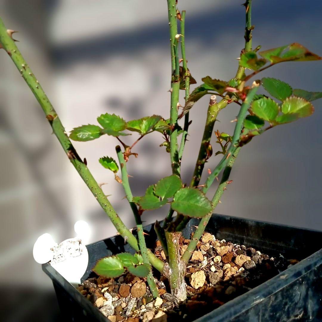 バラ苗　変わり咲き　7号鉢　切り花　花持ち良い