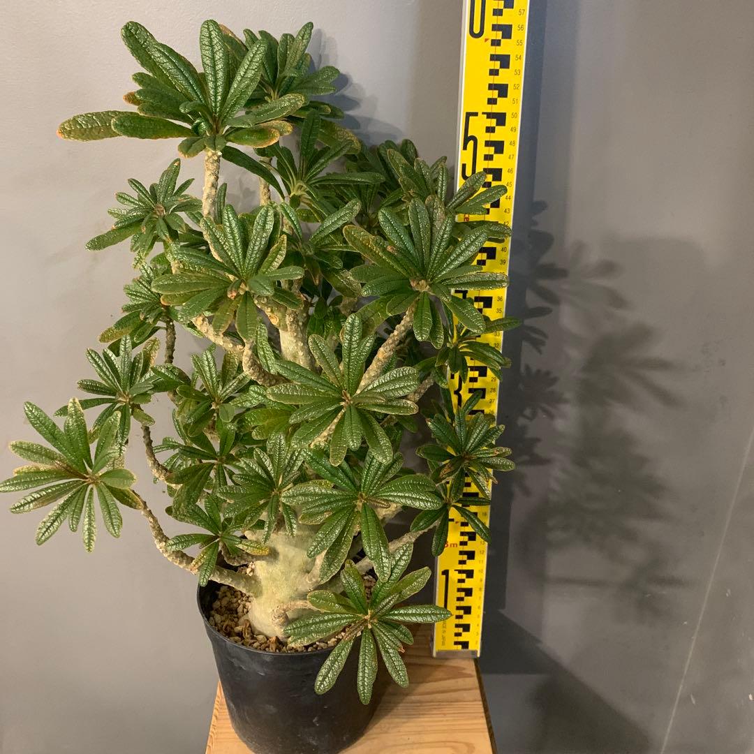 ドルステニア ギガス