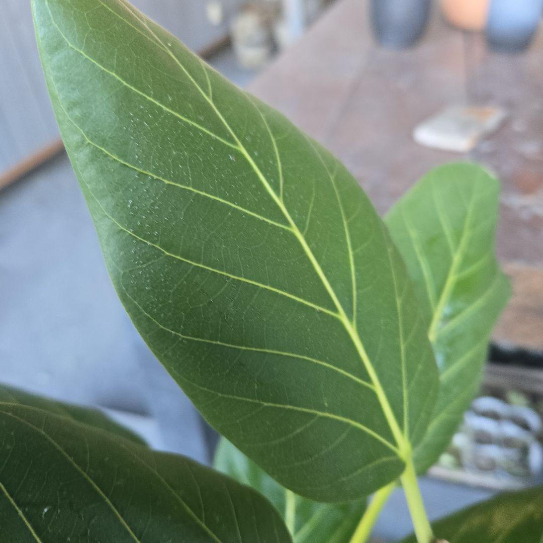 ⑭ フィカス ベンガレンシ オードリー 7号曲がり仕立て最高等級極上品